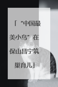 “中国最美小鸟”在保山昌宁筑巢育儿