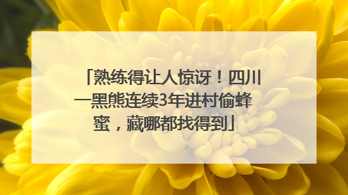 熟练得让人惊讶！四川一黑熊连续3年进村偷蜂蜜，藏哪都找得到