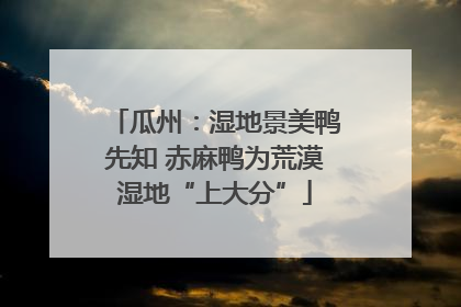 瓜州：湿地景美鸭先知 赤麻鸭为荒漠湿地“上大分”