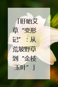 盱眙艾草“变形记”：从荒坡野草到“金枝玉叶”
