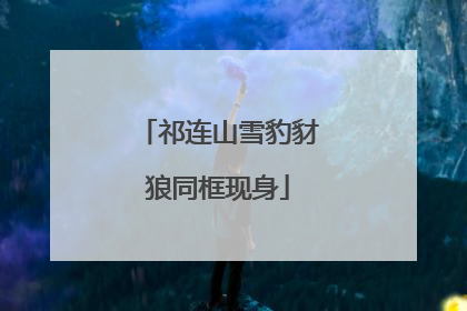 祁连山雪豹豺狼同框现身
