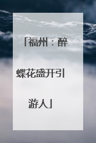 福州：醉蝶花盛开引游人