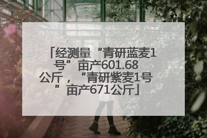 经测量“青研蓝麦1号”亩产601.68公斤，“青研紫麦1号”亩产671公斤