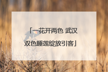 一花开两色 武汉双色睡莲绽放引客