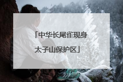 中华长尾雀现身太子山保护区