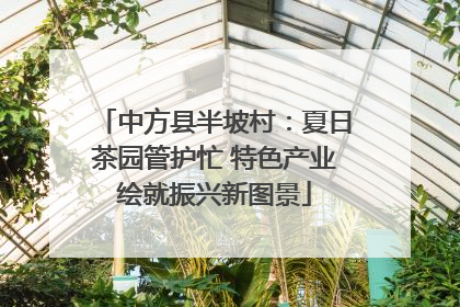 中方县半坡村：夏日茶园管护忙 特色产业绘就振兴新图景