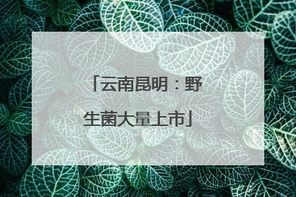 云南昆明：野生菌大量上市