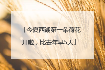 今夏西湖第一朵荷花开啦，比去年早5天