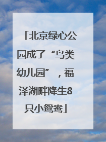 北京绿心公园成了“鸟类幼儿园”，福泽湖畔降生8只小鸳鸯