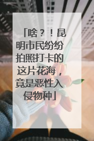 啥？！昆明市民纷纷拍照打卡的这片花海，竟是恶性入侵物种