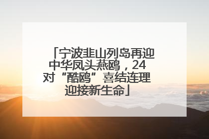 宁波韭山列岛再迎中华凤头燕鸥，24对“酷鸥”喜结连理迎接新生命