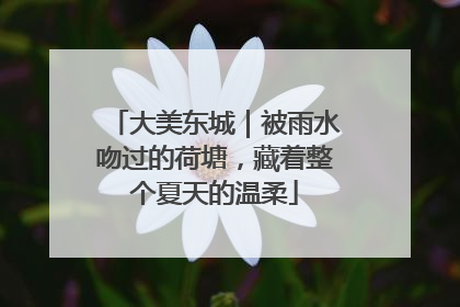 大美东城｜被雨水吻过的荷塘，藏着整个夏天的温柔