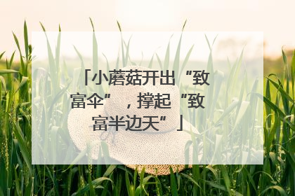 小蘑菇开出“致富伞”，撑起“致富半边天”