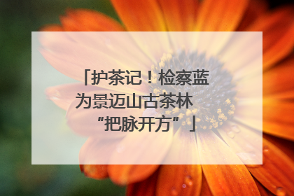 护茶记！检察蓝为景迈山古茶林 “把脉开方”