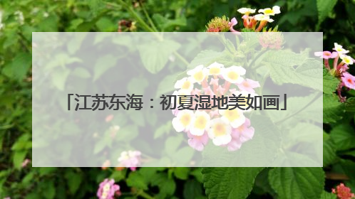 江苏东海：初夏湿地美如画