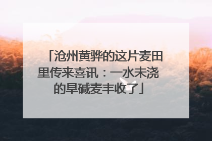 沧州黄骅的这片麦田里传来喜讯：一水未浇的旱碱麦丰收了