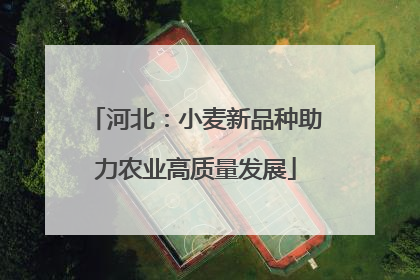 河北：小麦新品种助力农业高质量发展