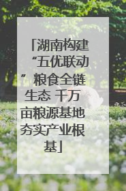 湖南构建“五优联动”粮食全链生态 千万亩粮源基地夯实产业根基