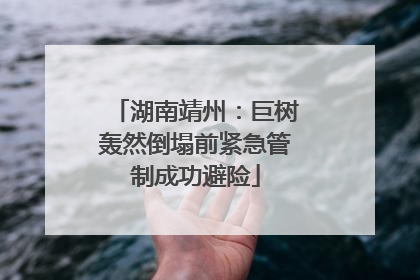 湖南靖州：巨树轰然倒塌前紧急管制成功避险