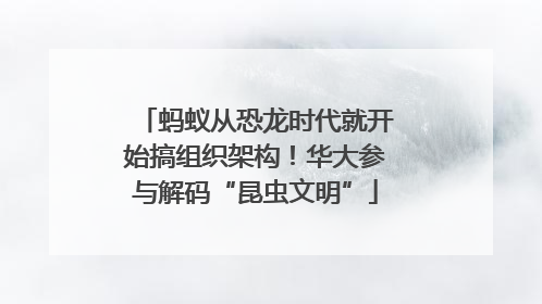 蚂蚁从恐龙时代就开始搞组织架构！华大参与解码“昆虫文明”