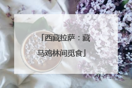 西藏拉萨：藏马鸡林间觅食