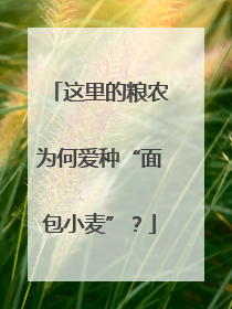 这里的粮农为何爱种“面包小麦”？