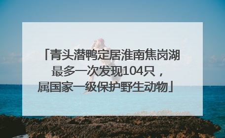 青头潜鸭定居淮南焦岗湖 最多一次发现104只，属国家一级保护野生动物