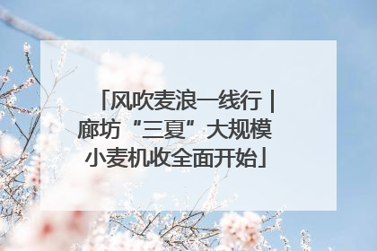 风吹麦浪一线行｜廊坊“三夏”大规模小麦机收全面开始