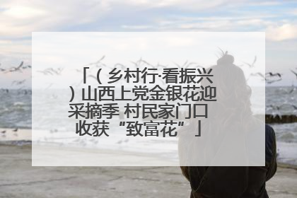 （乡村行·看振兴）山西上党金银花迎采摘季 村民家门口收获“致富花”