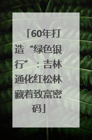 60年打造“绿色银行”：吉林通化红松林藏着致富密码